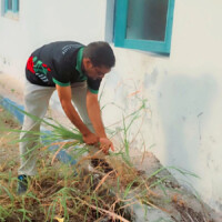Old man trying to pull a plant