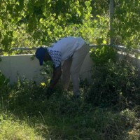 guy with hat pulling weed and grass