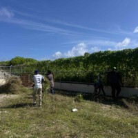 man carrying a large amount of grass