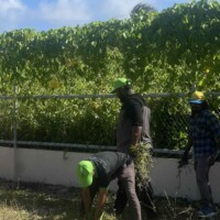 men bend to pull grass