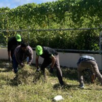 gathering grass into a ball for carrying