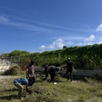group of people trimming, pulling grass