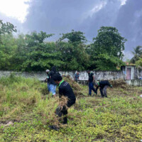 Strong young man pulling a large plant of a field