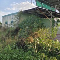 uncleaned vines and large chunks of grass