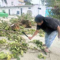 Thimarafushi council staffs chopping tree