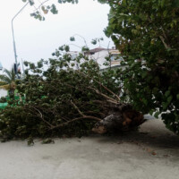 Maldives Thimarafushi fallen tree